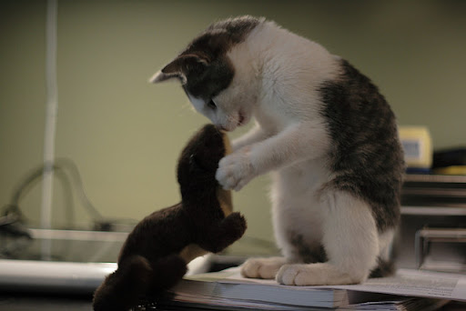 cute cat holding a stuffed toy "I love you Otter!" cute cat holding and kissing a stuffed toy