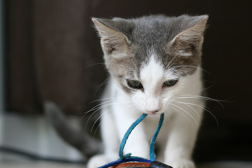 cute kitten chewing string cute kitten chewing pulls string out