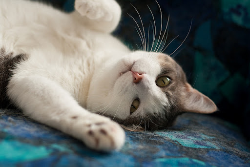 cute cat shows off his fangs cute cat