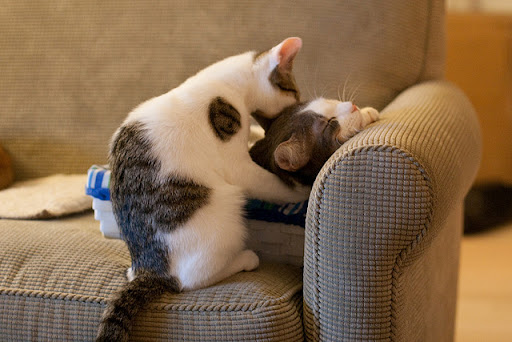 cute kitten giving cat a bath cute kitten giving cat a bath