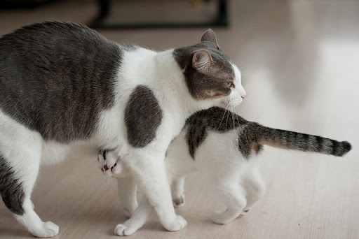 cute kitten snuggling against cat buddy Friendship cute kitten snuggling against cat buddy