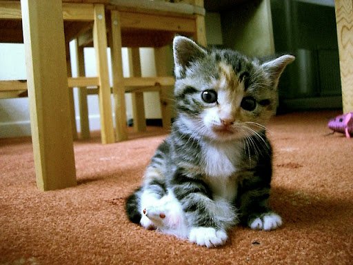 cute rescued foster kitten playing with mouse toy cute rescued foster kitten playing with mouse toy