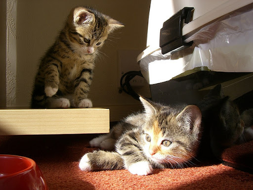 cute rescued kitten cute rescued kitten