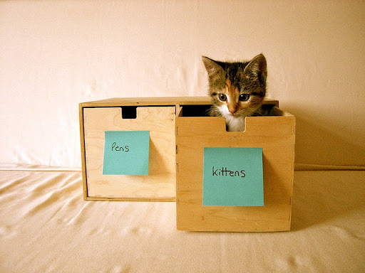 cute rescued kitten cute rescued kitten in the box
