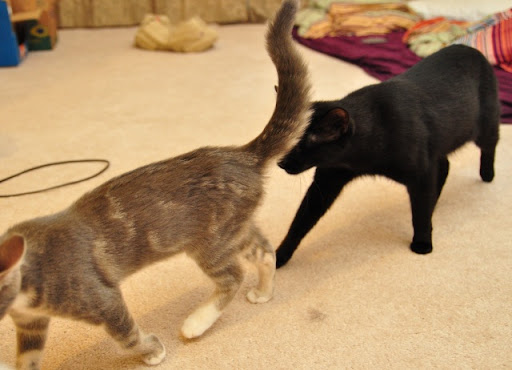 black cat follows kitten
