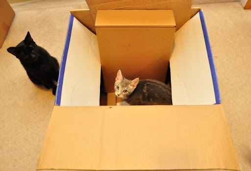cute kitten in cardboard box black cat
