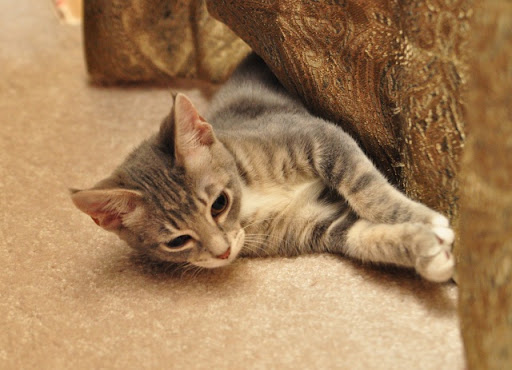 cute kitten and curtains