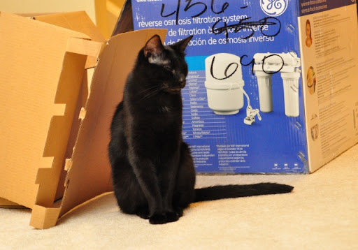 cute black cat