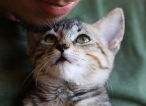 cute rescued cat