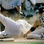 San Francisco Giants' Pablo Sandoval is safe at home while scoring on a wild pitch as San Diego Padres pitcher Dirk Hayhurst, right, is late with the tag during the 10th inning of their baseball game Sunday Sept. 14. 2008, in San Diego. (AP Photo/Lenny Ignelzi)
