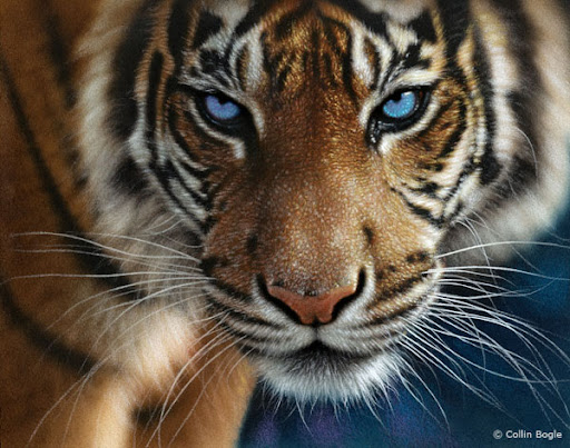 40 Beautiful 

Wildlife Paintings by Collin Bogle 