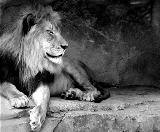black and white pictures of animals. Black and White Lion by