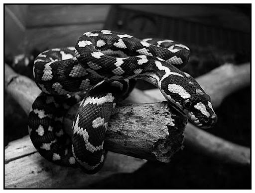 Beautiful Black And White Photographs Of Animals ( 30 Pics)