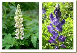 lupino_bia_blu lupino_bia_blu