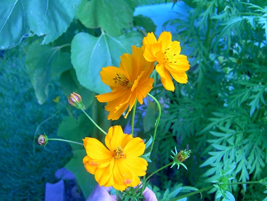 [Summer 2009 flowers 009.jpg]
