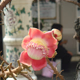 沙羅双樹の花