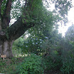 DSCN5290.JPG