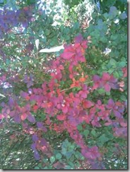 clip_image002