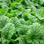 Lemon Balm