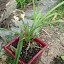 Lemon Grass