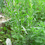 Tarragon