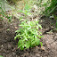 Basil Lemon