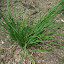 Chives