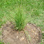 Big Bluestem