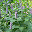 Anise Hyssop