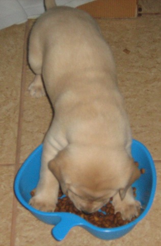 [marley eating 02[13].jpg]