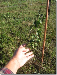 hawthorn