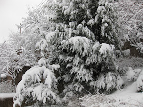 Snow in Forest Hills 2010