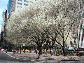 Hanamizuki in front of Plaza Hotel in May
