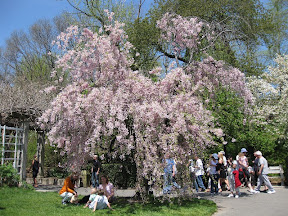 Cherry Blossom at Brooklyn Botanic Garden Cherry Blossom at Brooklyn Botanic Garden
