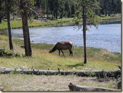 Yellowstone 2010 255