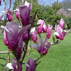 [Magnolia liliflora 'Nigra'[3].jpg]