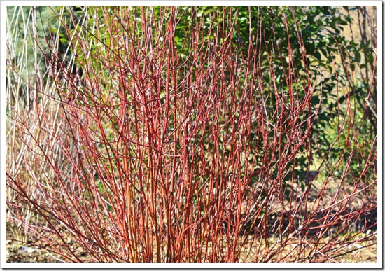 Cornus sanguinea