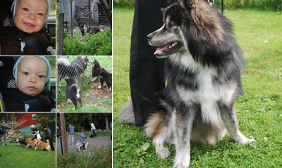 Visa kennel träff