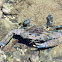 Blue Swimmer Crab