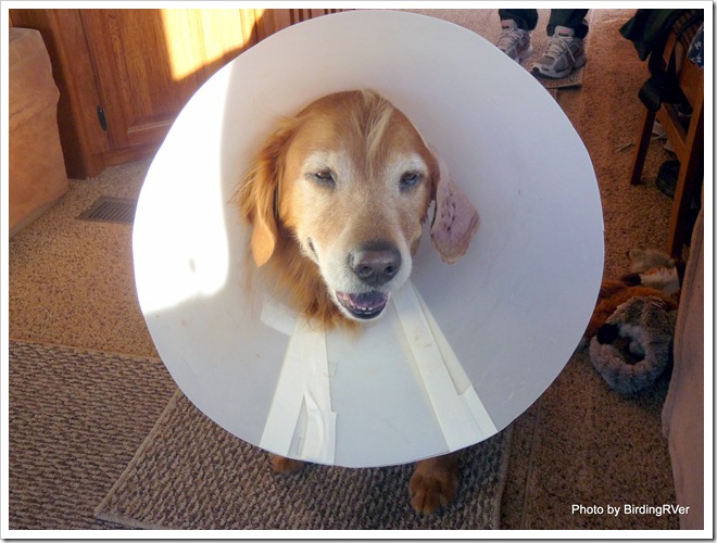 Oh, NO! I am a "cone dog" again