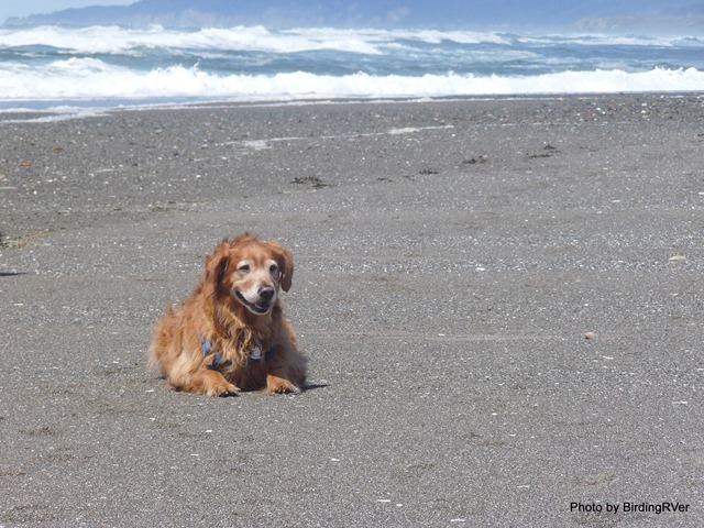 Raider the wore out Beach Dog resting on the beach