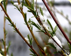 IMG_1512 IMG_1512