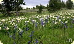 IMG_1559 IMG_1559