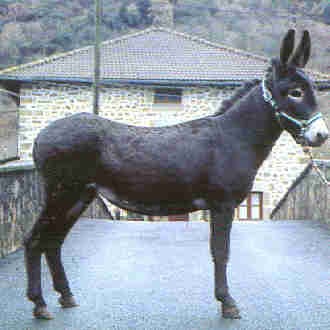 [ASNOencartaciones001jpg[1].jpg]