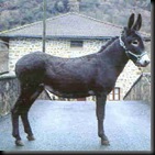 ASNOencartaciones001jpg