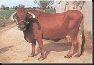 MURCIANA-LEVANTINA