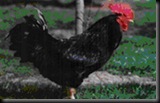 EuskalOloia1