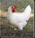 GallinaPrat2