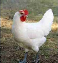 [GallinaPrat23.jpg]