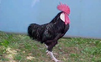 [GALLINAMENORQUINA3.jpg]